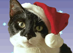 Meowing Cat