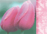 Anniversary Tulips