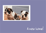 New Home Dogs