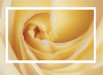 Pregnancy Roses
