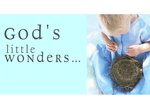 God's Little Wonders
