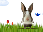 Tickle The Bunny