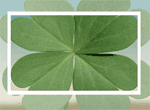 Good Luck Clover