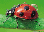 Ladybird