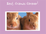 Cute Bunnies