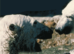 Polar Bears