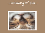 Dreaming Cat