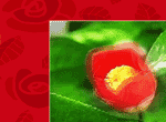 Happy Thoughts Flower