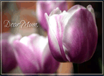 Tulip Slideshow