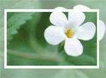 Flower Be Strong