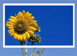 Get Well Sunflower