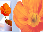 Thank You Poppy