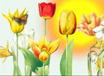 Tulips